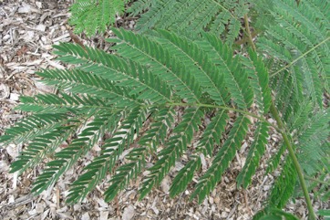 Leucaena