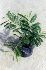 Leucaena