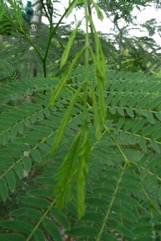 Leucaena