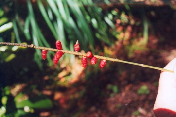 Clustered walking stick palm