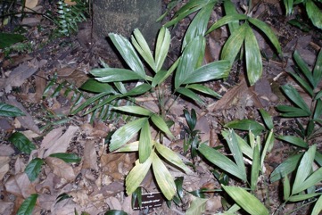 Clustered walking stick palm