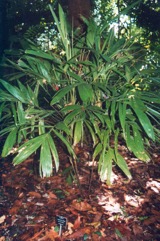 Clustered walking stick palm
