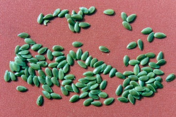 Linseed, Flax