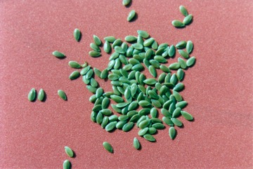 Linseed, Flax
