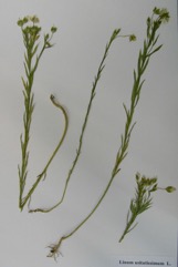 Linseed, Flax