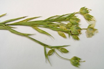 Linseed, Flax