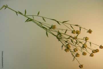 Linseed, Flax