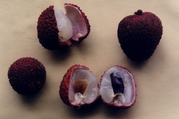 Litchi, Lychee