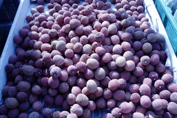 Litchi, Lychee