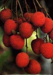 Litchi, Lychee