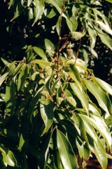 Litchi, Lychee