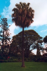 Cabbage Tree Palm, Australian Fan Palm