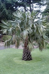 Cabbage Tree Palm, Australian Fan Palm