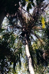 Cabbage Tree Palm, Australian Fan Palm