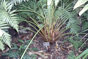 Fan palm
