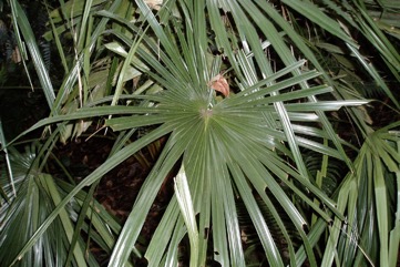 Fan palm