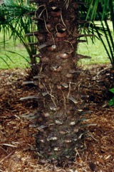 Fan palm