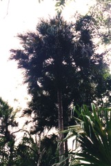 Fan palm