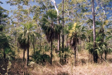 Sand Palm