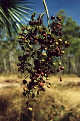 Sand Palm