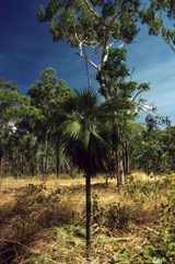 Sand Palm