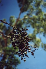 Sand Palm