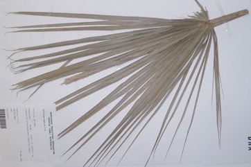 Sand Palm