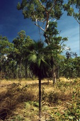 Sand Palm