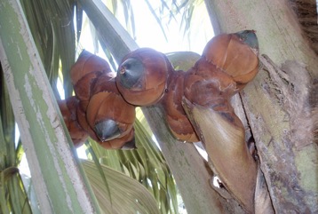 Coco-de-Mer, Double Coconut, Sea Coconut palm