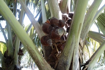 Coco-de-Mer, Double Coconut, Sea Coconut palm Edible Plant