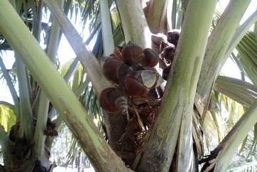 Coco-de-Mer, Double Coconut, Sea Coconut palm