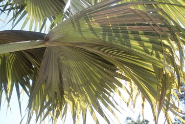 Coco-de-Mer, Double Coconut, Sea Coconut palm