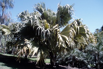 Coco-de-Mer, Double Coconut, Sea Coconut palm