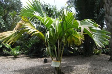 Coco-de-Mer, Double Coconut, Sea Coconut palm