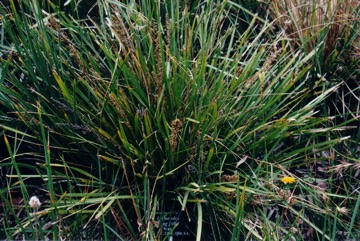 Mat-rush, Long-leaf mat-rush, Sagg, Spiny-headed Mat-rush