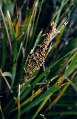 Mat-rush, Long-leaf mat-rush, Sagg, Spiny-headed Mat-rush