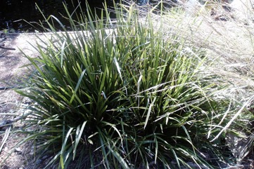 Mat-rush, Long-leaf mat-rush, Sagg, Spiny-headed Mat-rush