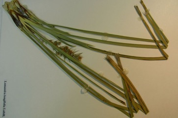 Mat-rush, Long-leaf mat-rush, Sagg, Spiny-headed Mat-rush