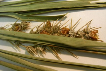 Mat-rush, Long-leaf mat-rush, Sagg, Spiny-headed Mat-rush
