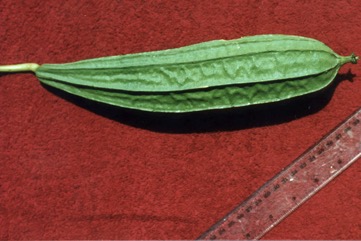 Angled loofah