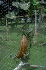 Angled loofah