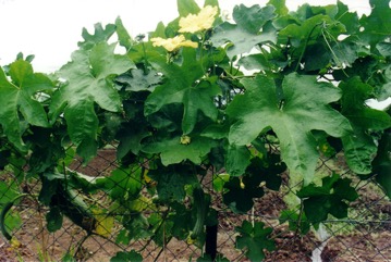 Smooth loofah, Vegetable sponge