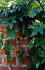 Smooth loofah, Vegetable sponge