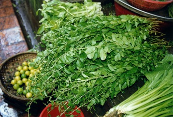 Chinese boxthorn, Chinese matrimony-vine
