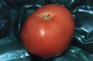 Tomato