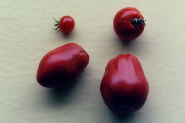 Tomato