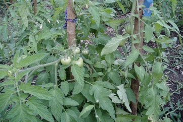 Tomato