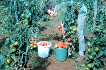 Tomato