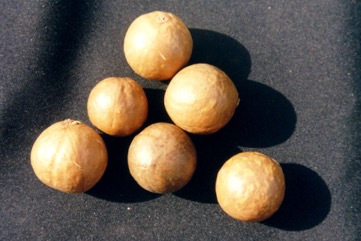 Macadamia nut, Smooth-shelled Macadamia