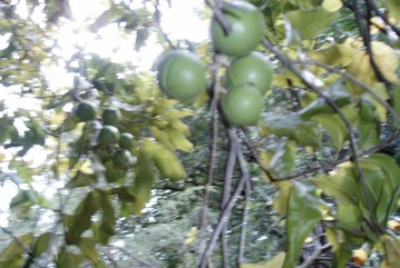 Macadamia nut, Smooth-shelled Macadamia